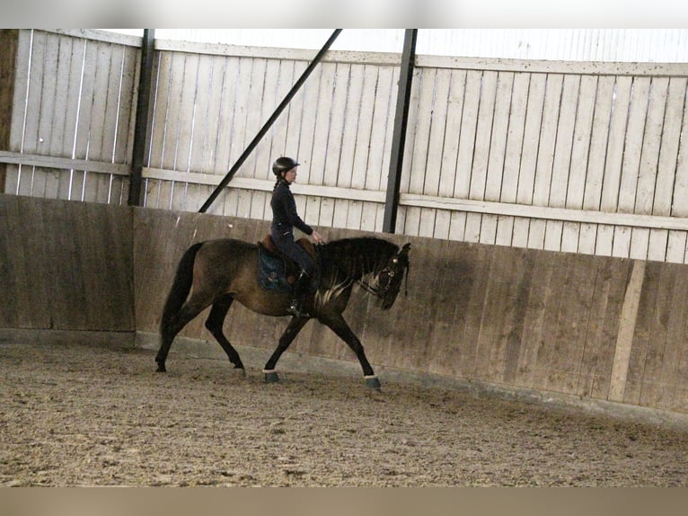 Lusitanien Croisé Hongre 10 Ans 158 cm Bai brun in Überlingen Lusitanien Croisé Hongre 10 Ans 158 cm Bai brun in Überlingen