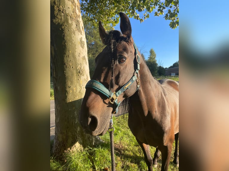 Lusitanien Croisé Hongre 10 Ans 158 cm Bai brun in Überlingen Lusitanien Croisé Hongre 10 Ans 158 cm Bai brun in Überlingen