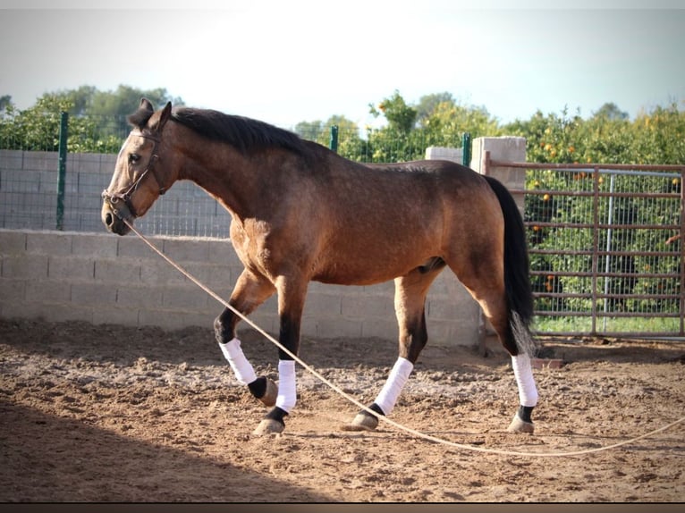Lusitanien Hongre 10 Ans 160 cm Buckskin in Martfeld