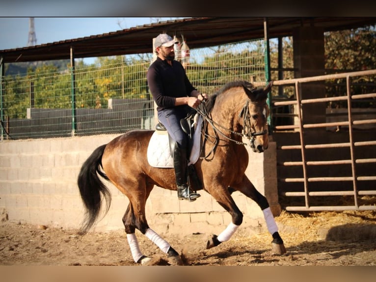 Lusitanien Hongre 10 Ans 160 cm Buckskin in Martfeld