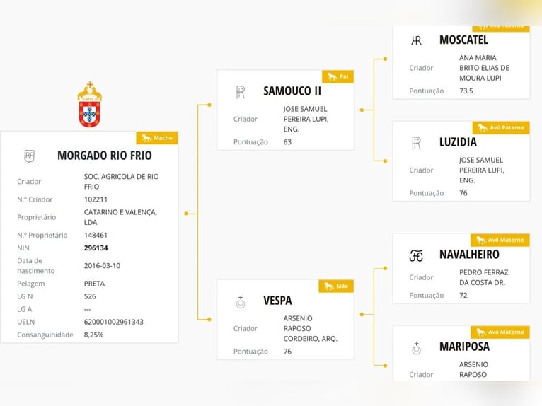 Lusitanien Hongre 10 Ans 160 cm Gris pommelé in AVEIRO