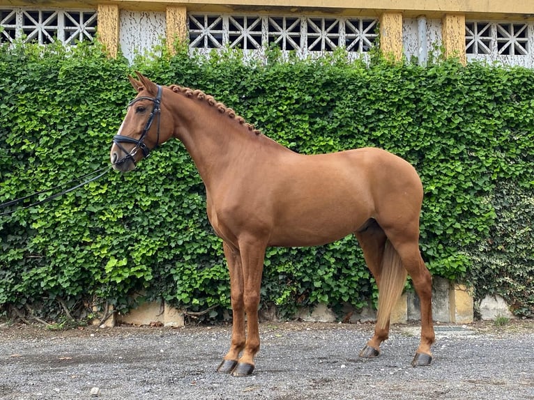 Lusitanien Hongre 10 Ans 161 cm Alezan brûlé in Cascais