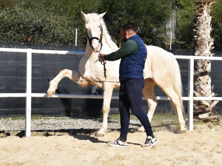 Lusitanien Hongre 10 Ans 161 cm Cremello in Provinz Malaga