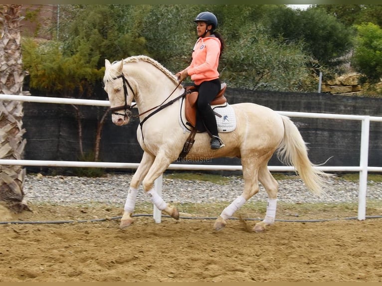 Lusitanien Hongre 10 Ans 161 cm Cremello in Provinz Malaga