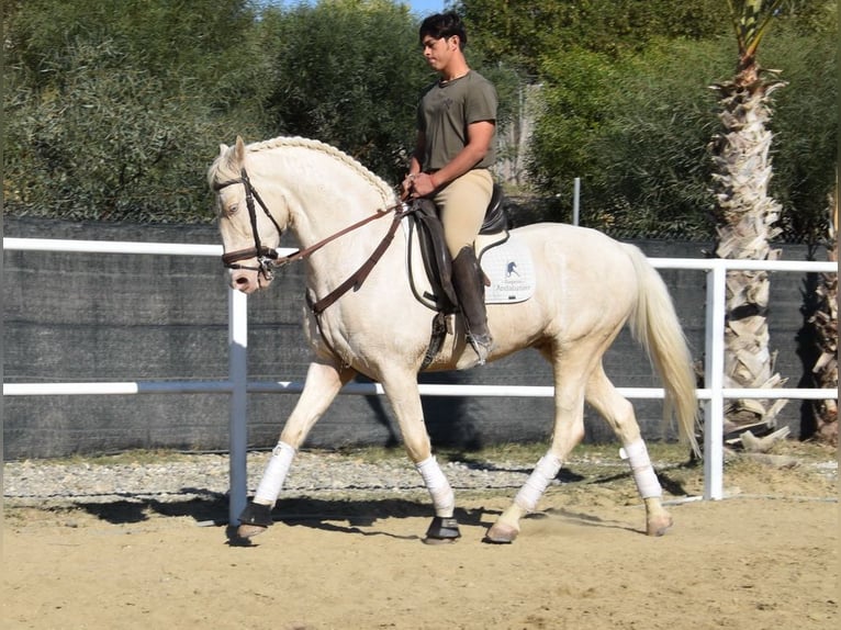 Lusitanien Hongre 10 Ans 161 cm Cremello in Provinz Malaga