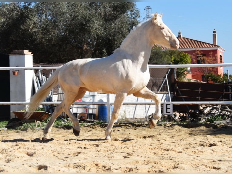 Lusitanien Hongre 10 Ans 161 cm Cremello in Provinz Malaga