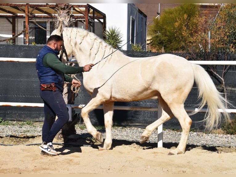 Lusitanien Hongre 10 Ans 161 cm Cremello in Provinz Malaga