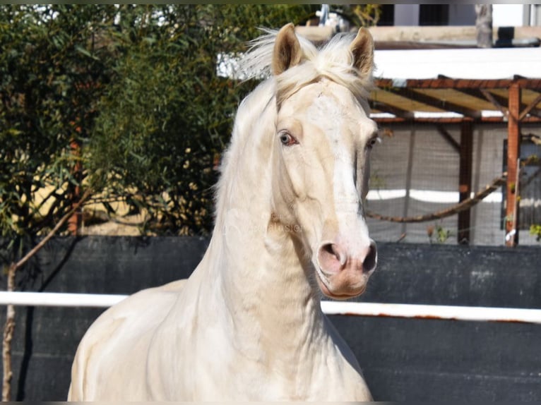 Lusitanien Hongre 10 Ans 161 cm Cremello in Provinz Malaga