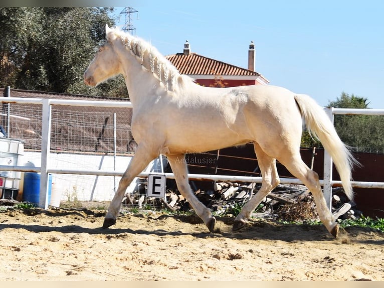 Lusitanien Hongre 10 Ans 161 cm Cremello in Provinz Malaga