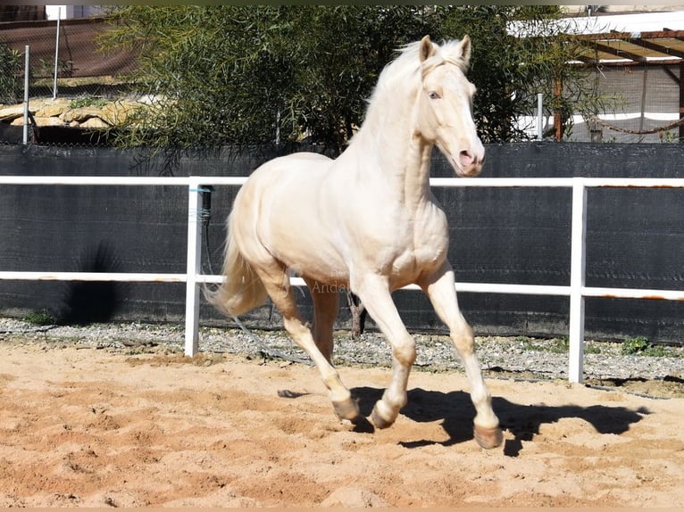 Lusitanien Hongre 10 Ans 161 cm Cremello in Provinz Malaga