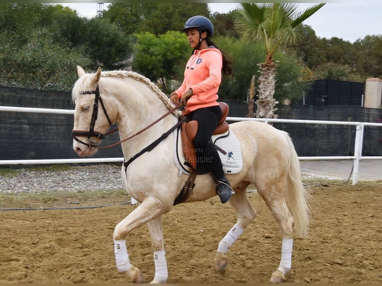 Lusitanien Hongre 10 Ans 161 cm Cremello in Provinz Malaga