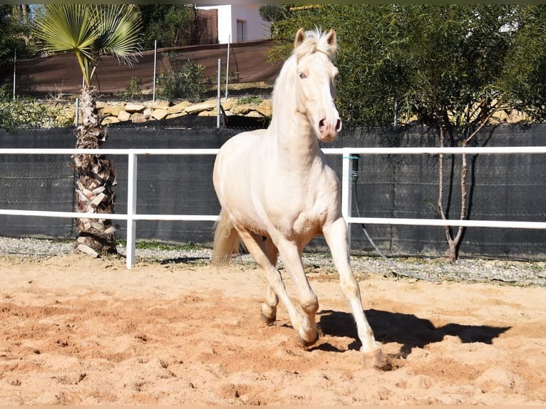 Lusitanien Hongre 10 Ans 161 cm Cremello in Provinz Malaga