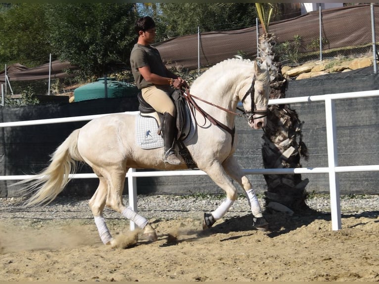 Lusitanien Hongre 10 Ans 161 cm Cremello in Provinz Malaga