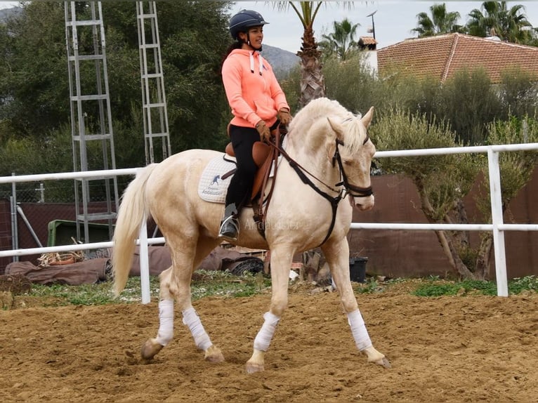 Lusitanien Hongre 10 Ans 161 cm Cremello in Provinz Malaga