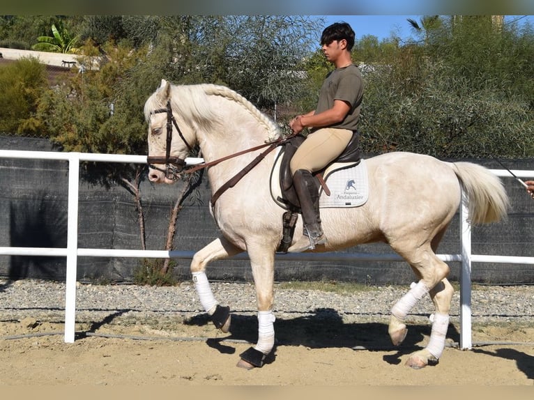 Lusitanien Hongre 10 Ans 161 cm Cremello in Provinz Malaga