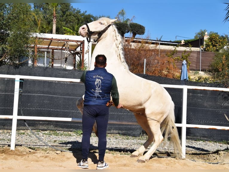 Lusitanien Hongre 10 Ans 161 cm Cremello in Provinz Malaga