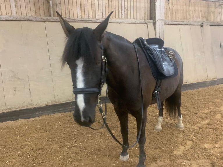 Lusitanien Hongre 10 Ans 162 cm Bai brun in Pleinfeld