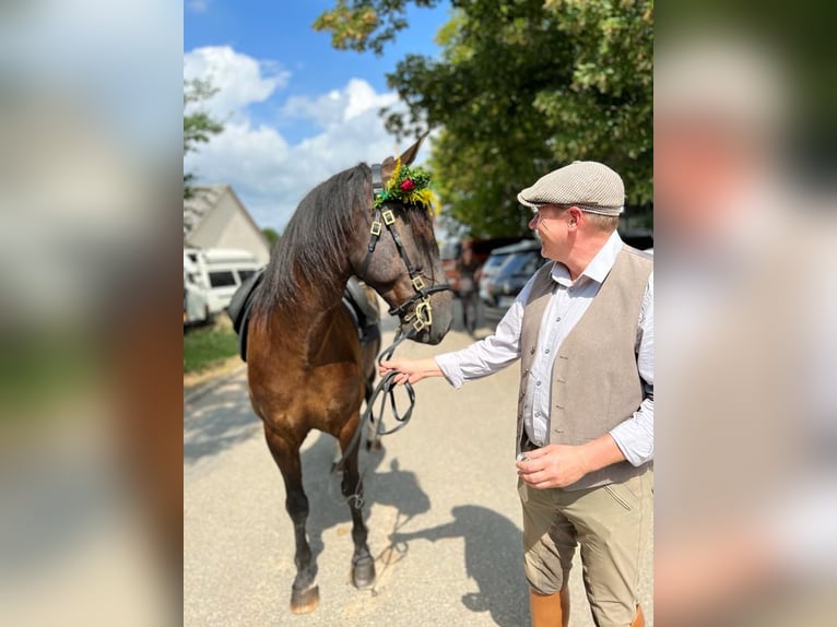 Lusitanien Hongre 10 Ans 162 cm Bai brun in Pleinfeld