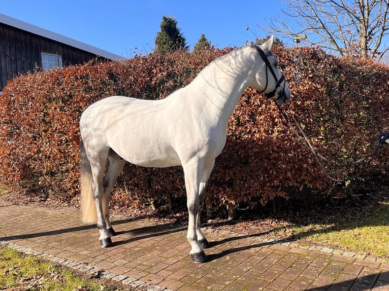 Lusitanien Hongre 10 Ans 162 cm Gris in Stade