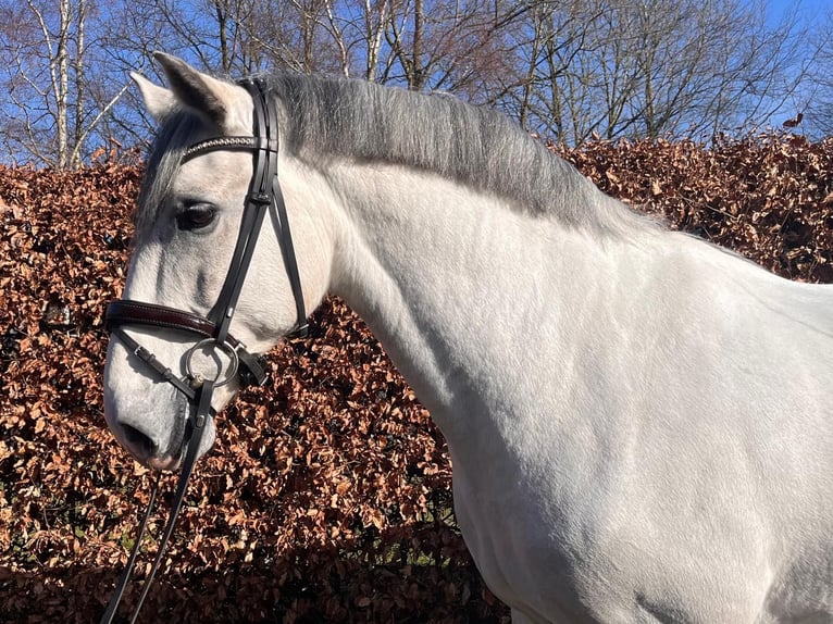 Lusitanien Hongre 10 Ans 162 cm Gris in Stade