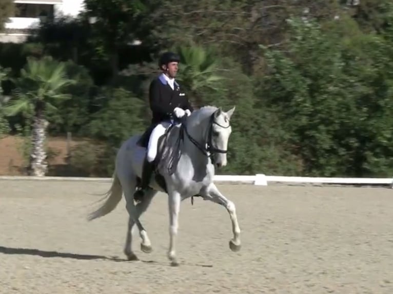 Lusitanien Hongre 10 Ans 164 cm Gris in Co&#xED;n, M&#xE1;laga