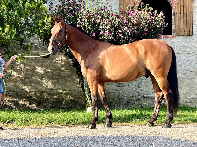 Lusitanien Croisé Hongre 10 Ans 165 cm Bai cerise in St Sylvestre sur Lot