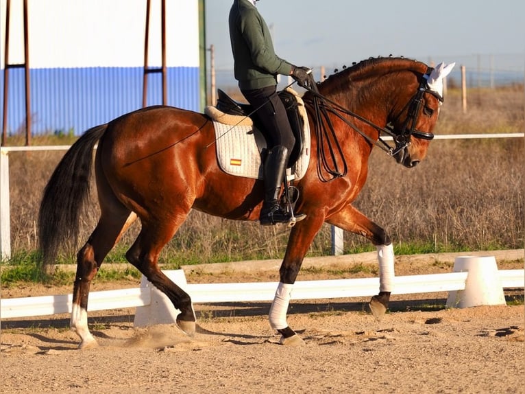 Lusitanien Hongre 10 Ans 165 cm Bai cerise in NAVAS DEL MADRONO