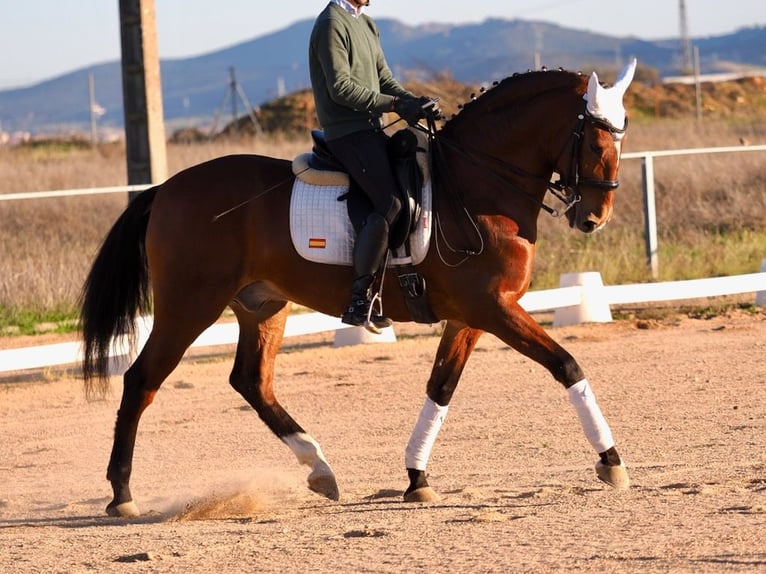 Lusitanien Hongre 10 Ans 165 cm Bai cerise in NAVAS DEL MADRONO