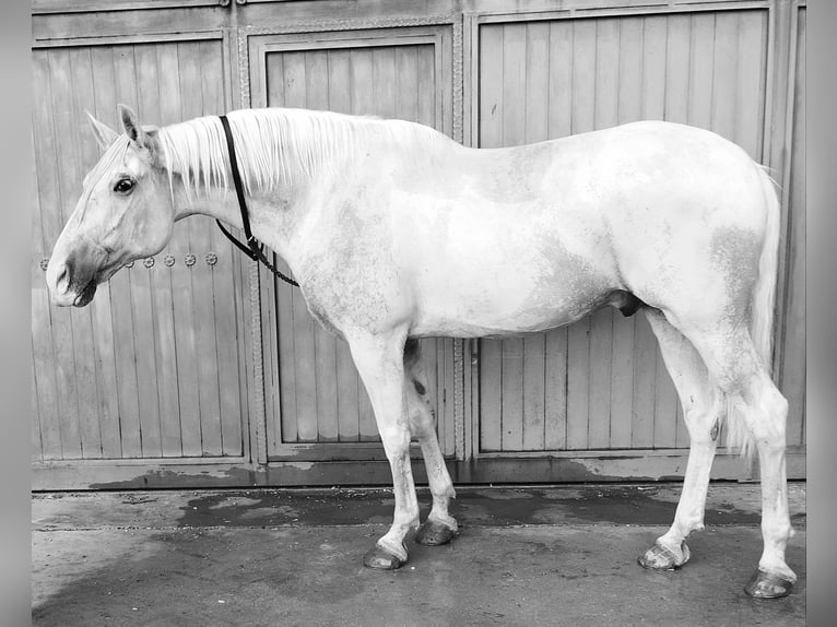 Lusitanien Hongre 10 Ans 165 cm Blanc in Colmenar de Oreja