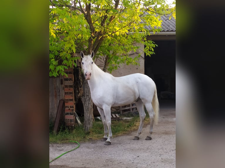 Lusitanien Hongre 10 Ans 165 cm Blanc in Colmenar de Oreja