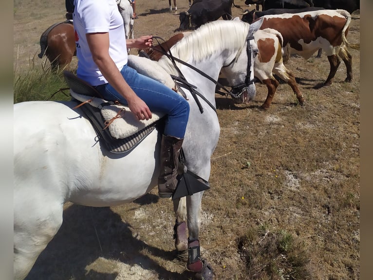 Lusitanien Hongre 10 Ans 165 cm Blanc in Colmenar de Oreja