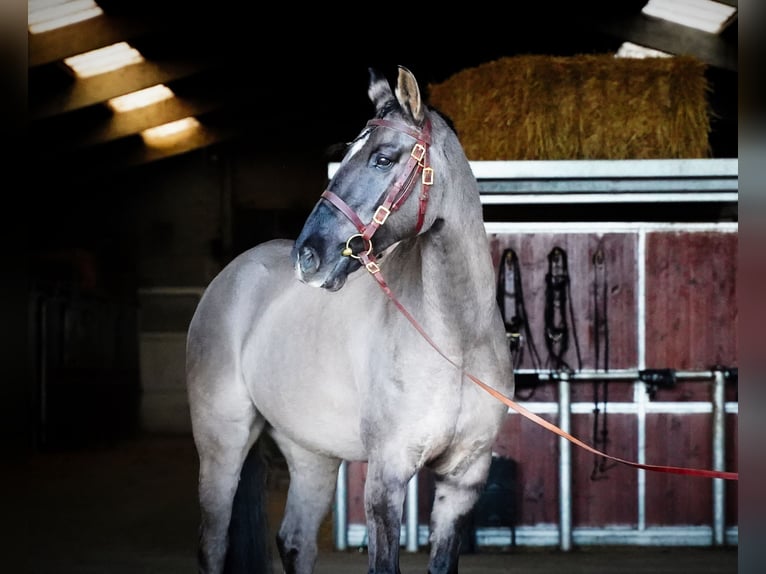 Lusitanien Croisé Hongre 10 Ans 167 cm Grullo in Heuvelland