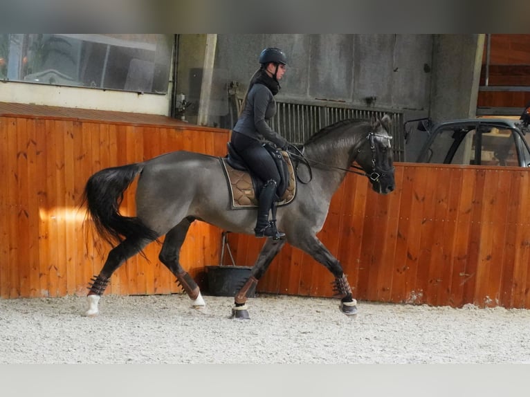 Lusitanien Croisé Hongre 10 Ans 167 cm Grullo in Heuvelland