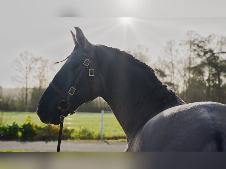 Lusitanien Croisé Hongre 10 Ans 167 cm Grullo in Heuvelland