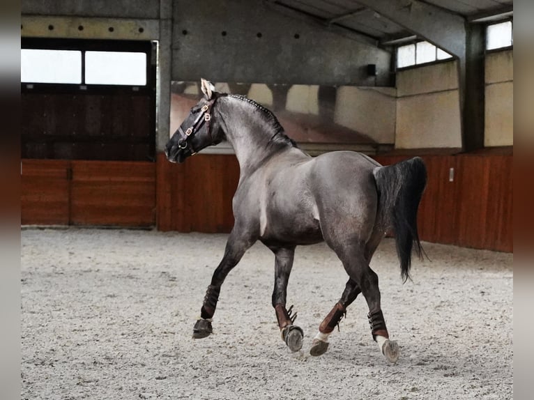 Lusitanien Croisé Hongre 10 Ans 167 cm Grullo in Heuvelland