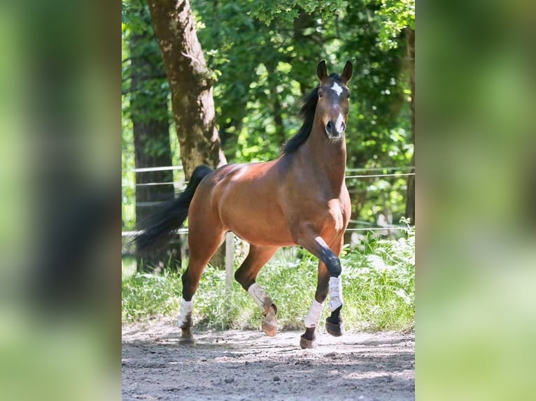 Lusitanien Hongre 10 Ans 168 cm Bai brun in Reignac