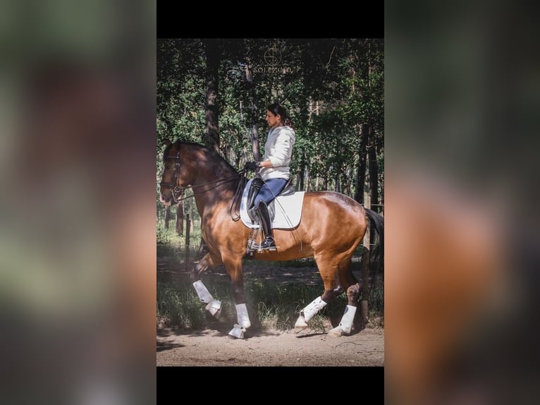 Lusitanien Hongre 10 Ans 168 cm Bai brun in Reignac