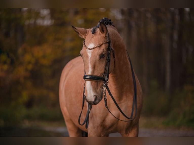 Lusitanien Hongre 10 Ans 168 cm Buckskin in Wehringen