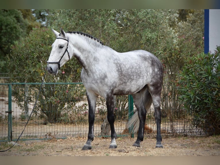 Lusitanien Hongre 10 Ans 168 cm Gris pommelé in Salvaterra de Magos