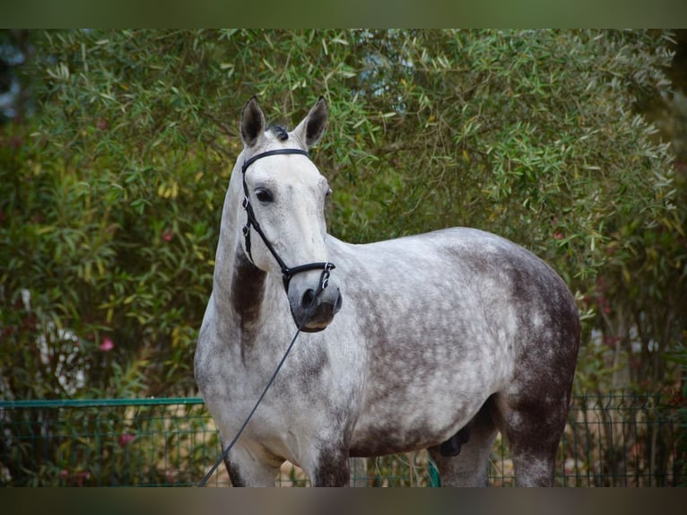 Lusitanien Hongre 10 Ans 168 cm Gris pommelé in Salvaterra de Magos