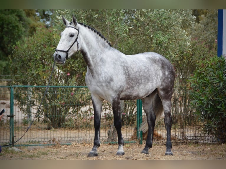 Lusitanien Hongre 10 Ans 168 cm Gris pommelé in Salvaterra de Magos