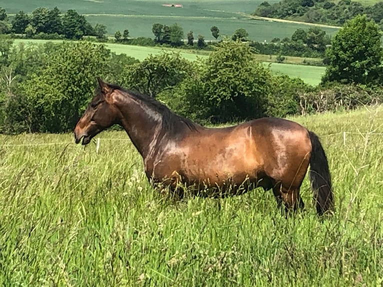 Lusitanien Hongre 11 Ans 154 cm Bai in Wildeck
