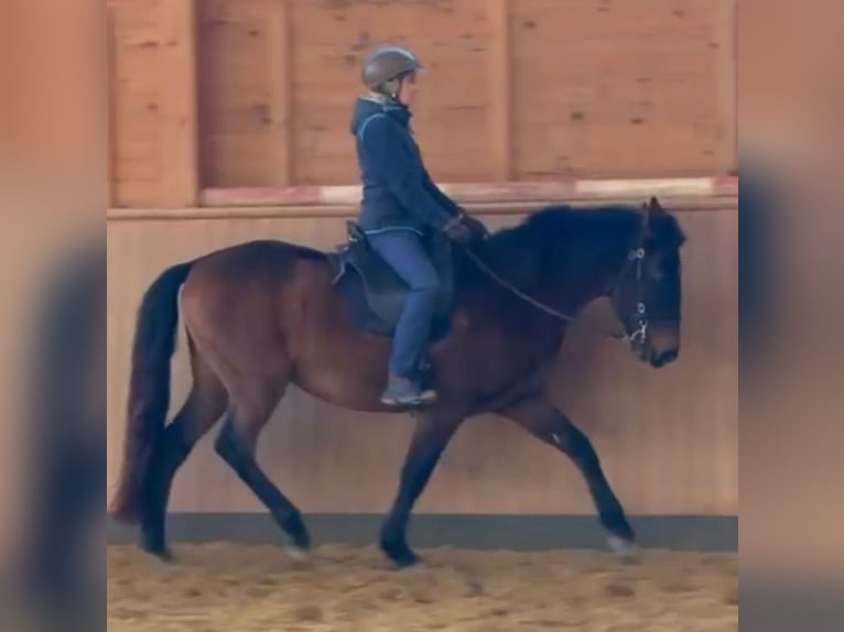 Lusitanien Hongre 11 Ans 154 cm Bai in Wildeck