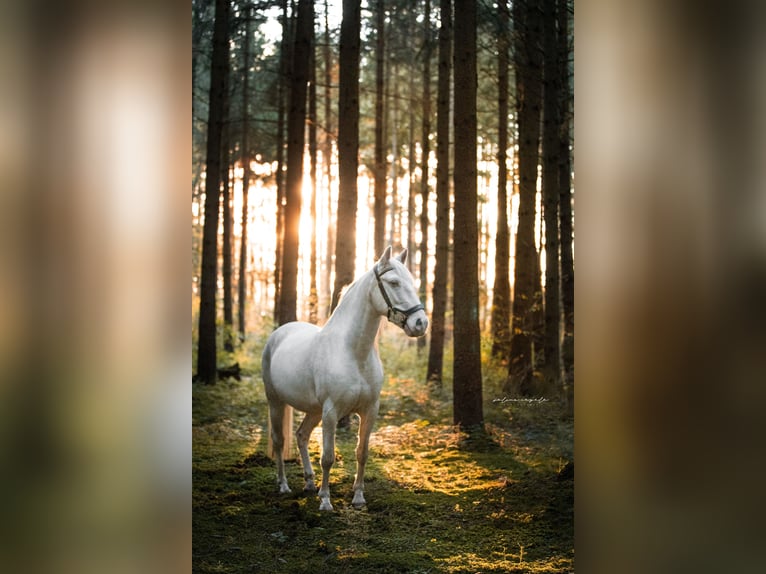 Lusitanien Hongre 11 Ans 155 cm Cremello in Wei&#xDF;enhorn