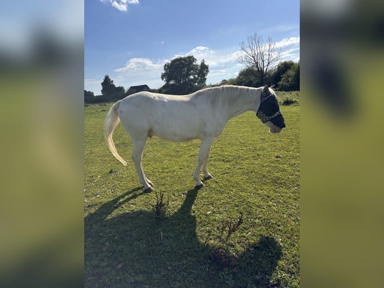 Lusitanien Hongre 11 Ans 155 cm Cremello in Wei&#xDF;enhorn