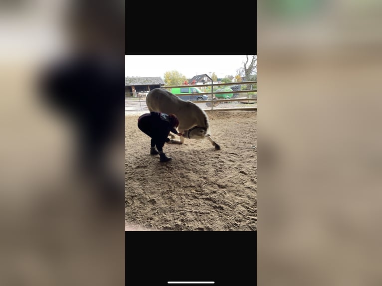 Lusitanien Hongre 11 Ans 155 cm Cremello in Wei&#xDF;enhorn