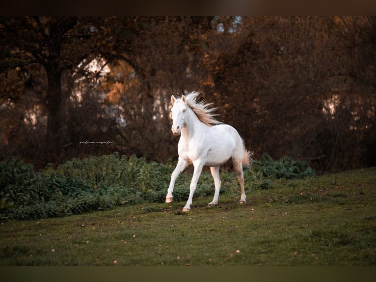 Lusitanien Hongre 11 Ans 155 cm Cremello in Wei&#xDF;enhorn