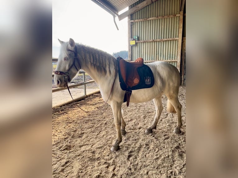 Lusitanien Hongre 11 Ans 155 cm Cremello in Wei&#xDF;enhorn