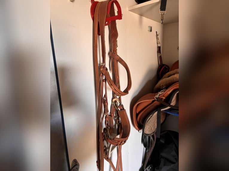 Lusitanien Hongre 11 Ans 155 cm Cremello in Wei&#xDF;enhorn