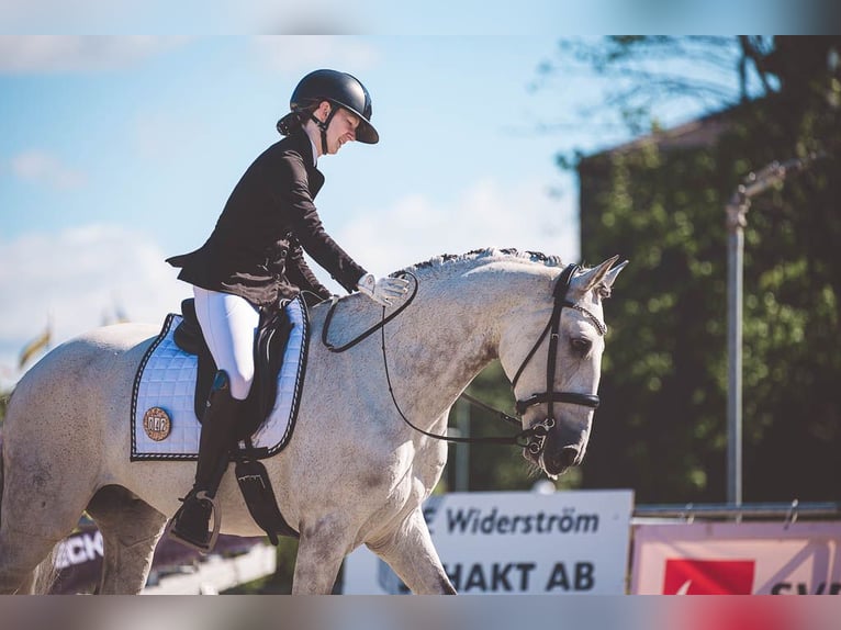 Lusitanien Hongre 11 Ans 160 cm Gris in Vaggeryd